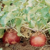 Swede Ruby Seeds