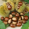 Sweet Chestnut Seedling - Tree