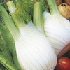 Sweet Fennel - Cantino Seeds