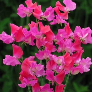 Sweet Pea Chance- Seeds