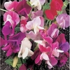 Sweet Pea Continental Mix