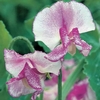 Sweet Pea Darcey Bussell- Seeds