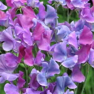 Sweet Pea Duchy Of Cambridge-seeds
