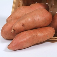 Sweet Potato - Evangeline X5 Plants