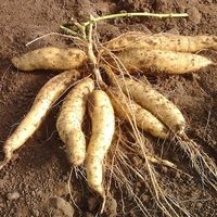 Sweet Potato - O