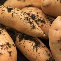 Sweet Potato Beauregard -5 Slips Root