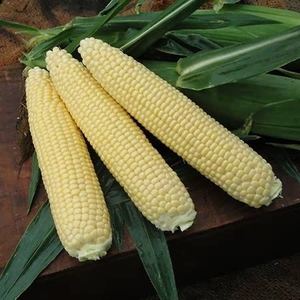 Sweetcorn Alliance - Plants