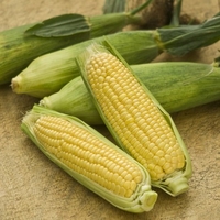 Sweetcorn-mirai Picnic Seeds