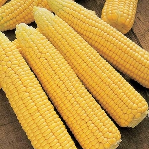Sweetcorn Seeds - Mainstay F1 Hybrid