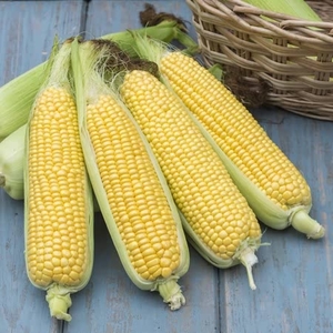 Sweetcorn Tyson F1 Hybrid Seeds