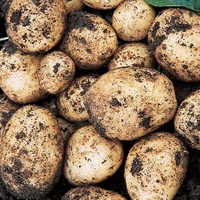 Swift Seed Potato Grow-sack Kit