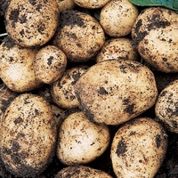 Swift Seed Potatoes