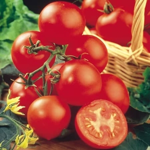 Tomato - Shirley F1 Hybrid Seeds (cordon)