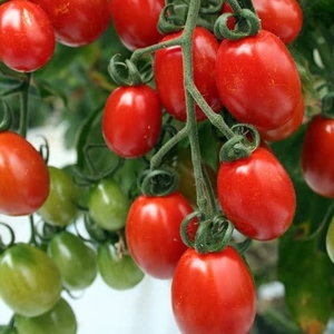 Tomato- Sungrape F1 Hybrid Seeds