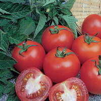 Tomato Alicante Seeds (cordon)