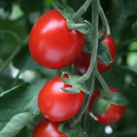 Tomato Attraction Plants X3
