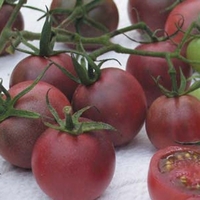 Tomato Chocolate Cherry Seeds