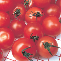 Tomato Gardener