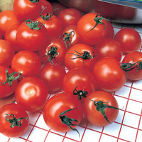 Tomato Gardener