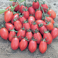 Tomato Lucciola Seeds (cordon)
