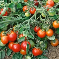 Tomato Red Alert Seeds (bush)