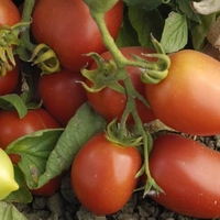 Tomato Seeds - Outdoor Collection
