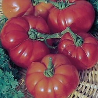 Tomato Super Marmande Seeds (semi Bush)