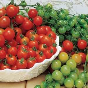 Tomato Sweet Million - Grafted Plants