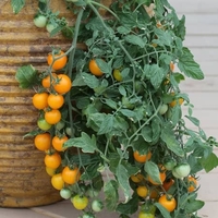 Tomato Tumbling Tom Yellow Seeds