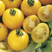 Tomato Yellow Perfection Seeds (cordon)