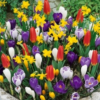 Traditional Spring Container Collection Flower Bulbs