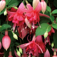 Trailing Fuchsia Blaze Away - Plants