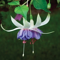 Trailing Fuchsia Blue Angel X 5