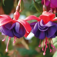 Trailing Fuchsia Blue Eyes- Plants