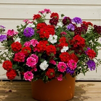 Trailing Verbena Collection - Plants