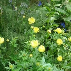 Trollius New Moon - Bare Root Perennial X1