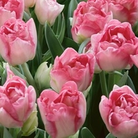 Tulip Angelique - Tulip Bulbs
