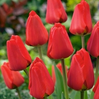 Tulip Apeldoorn Red - Tulip Bulbs