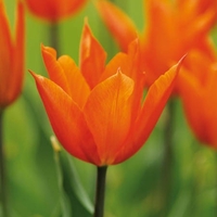 Tulip Ballerina - Tulip Bulbs