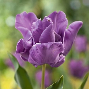 Tulip Blue Parrot - Tulip Bulbs