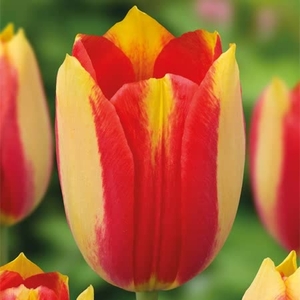 Tulip Bulbs - Dancing Fairy