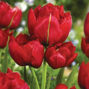 Tulip Bulbs - Estatic