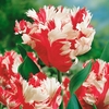 Tulip Bulbs - Estella Rijnveld