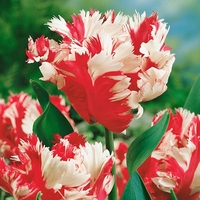 Tulip Bulbs - Estella Rijnveld