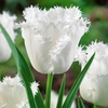 Tulip Bulbs - Honeymoon