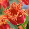 Tulip Bulbs - Joint Division