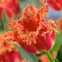 Tulip Bulbs - Joint Division
