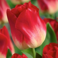 Tulip Bulbs - Match