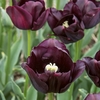 Tulip Bulbs - Paul Scherer