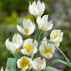 Tulip Bulbs - Polychroma